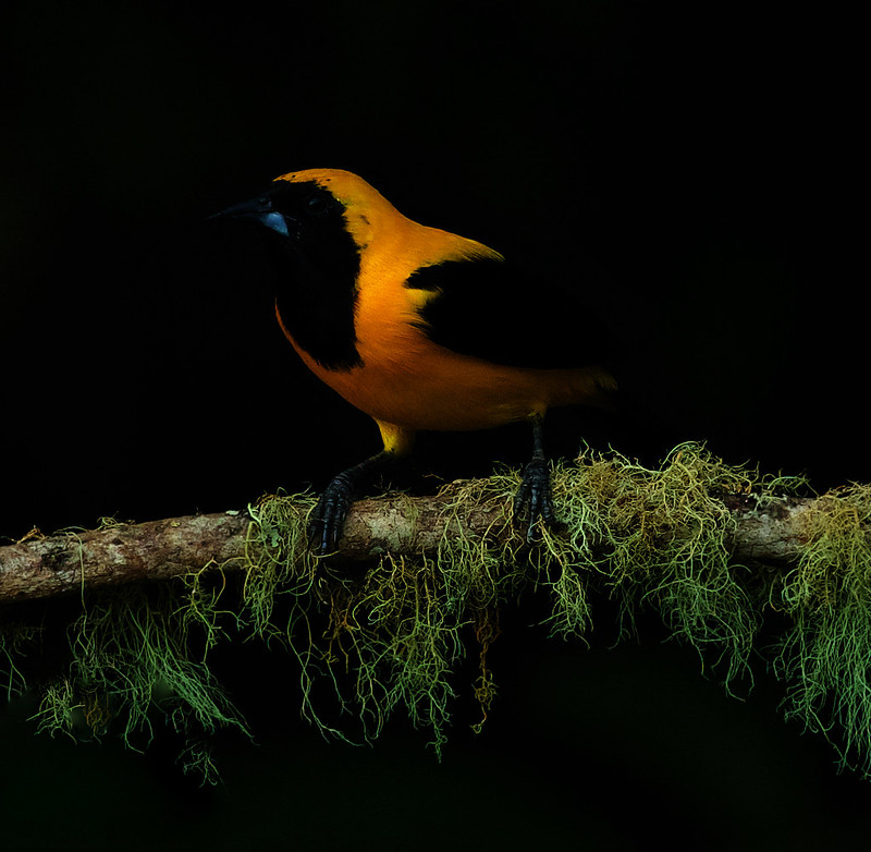 Yellow-backed Oriole_Icterus chrysater_Ascanio_Colombia_DZ3A1057