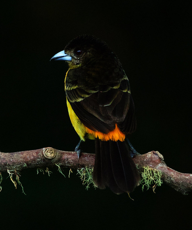 Flame-rumped Tanager_Ramphocelus flammigerus_Ascanio_Colombia_DZ3A0628