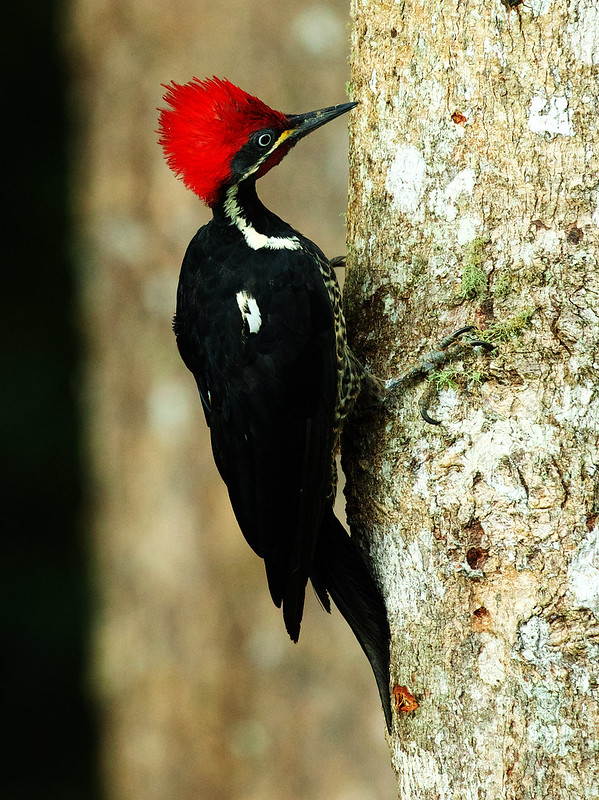 Lineated Woodpecker_Dryocopus lineatus_Ascanio_Colombia_DZ3A1519
