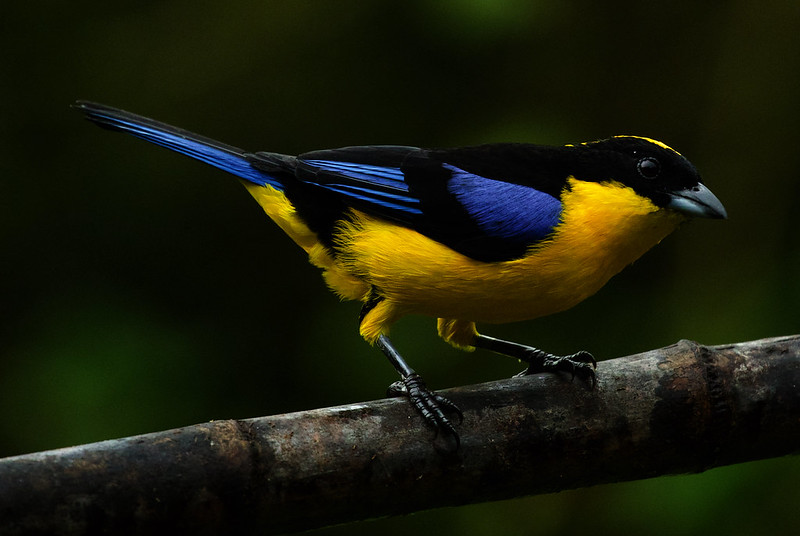 Blue-winged Mountain-Tanager_Anisognathus somptuosus_Ascanio_Colombia_DZ3A0713