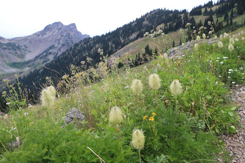 Fuzzy Western Anemone Flowers (seeds) on the PCT, with Powder Mountain and Rock Pass on the left