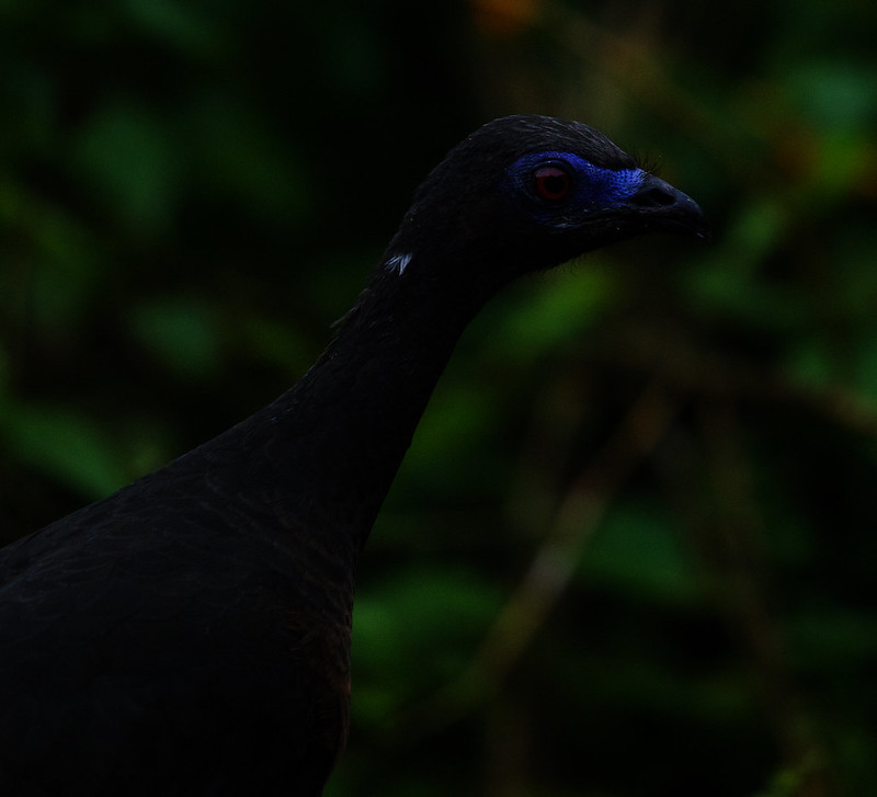 Sickle-winged Guan_Chamaepetes goudotii_Ascanio_Colombia_DZ3A0693