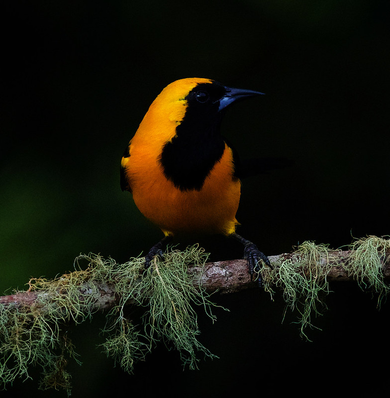 Yellow-backed Oriole_Icterus chrysater_Ascanio_Colombia_DZ3A0512