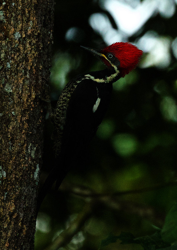 Lineated Woodpecker_Dryocopus lineatus_Ascanio_Colombia_DZ3A0390
