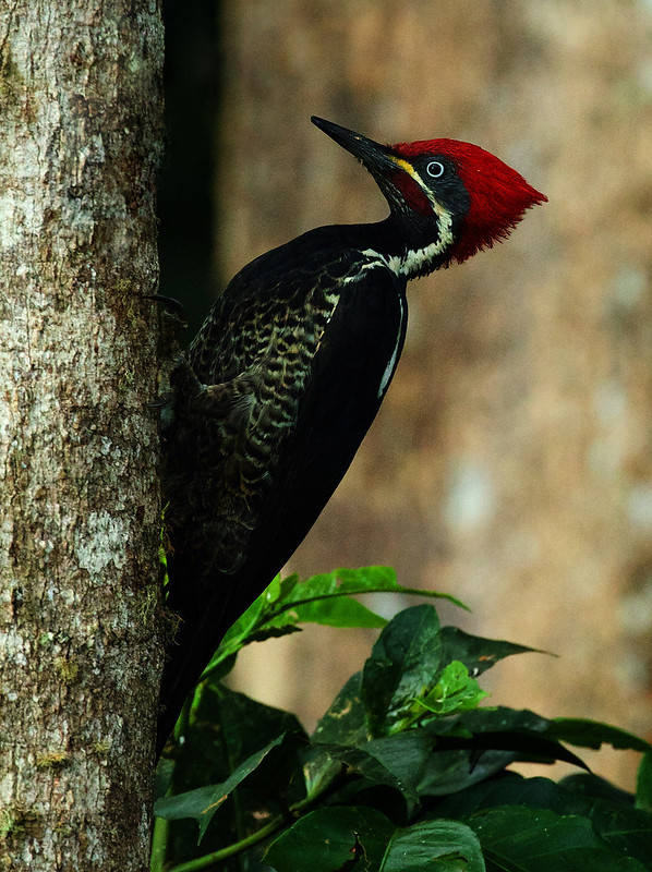 Lineated Woodpecker_Dryocopus linatus_Ascanio_Araucana_Valle del Cauca_DZ3A0396