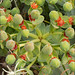 Flickr photo 'Euphorbia-myrsinites_3' by: amadej2008.