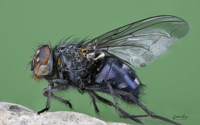 Blue blowflie (Calliphora vicina) - Rødkinnet spyflue