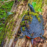 Florida Red Bellied Cooter at Lettuce Lake Park - Tampa, Florida More at &lt;a href=&quot;http://www.CiroFineArts.com&quot; rel=&quot;noreferrer nofollow&quot;&gt;www.CiroFineArts.com&lt;/a&gt; and &lt;a href=&quot;http://www.PeterCiroPhotography.com&quot; rel=&quot;noreferrer nofollow&quot;&gt;www.PeterCiroPhotography.com&lt;/a&gt;