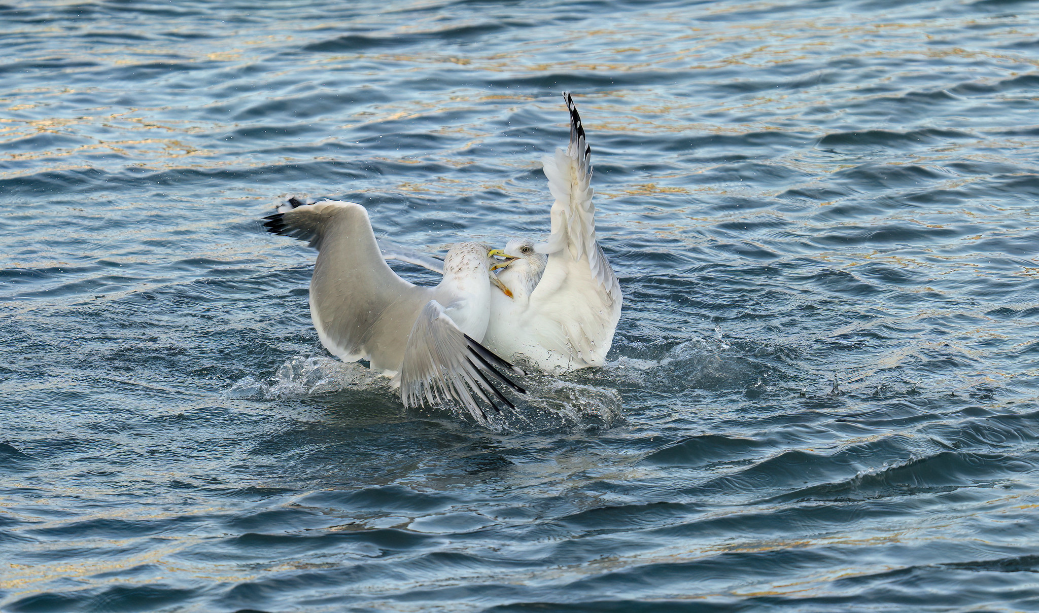 Herring Gulls fighting over a morsel