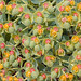 Flickr photo 'Euphorbia-myrsinites_6' by: amadej2008.