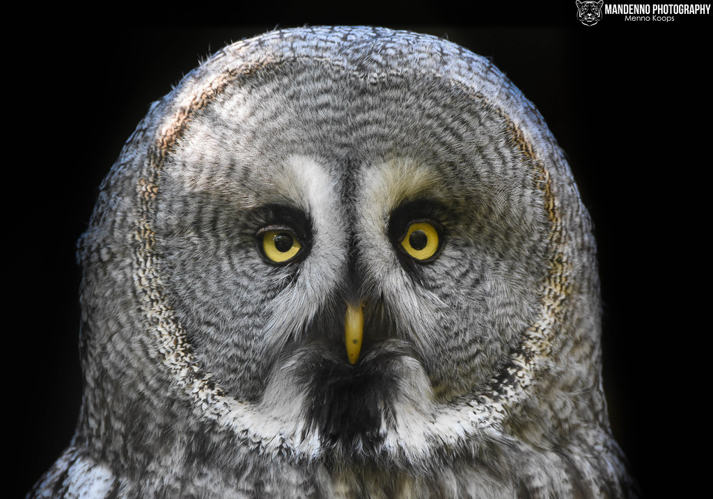 Great grey owl - Zoo Amneville
