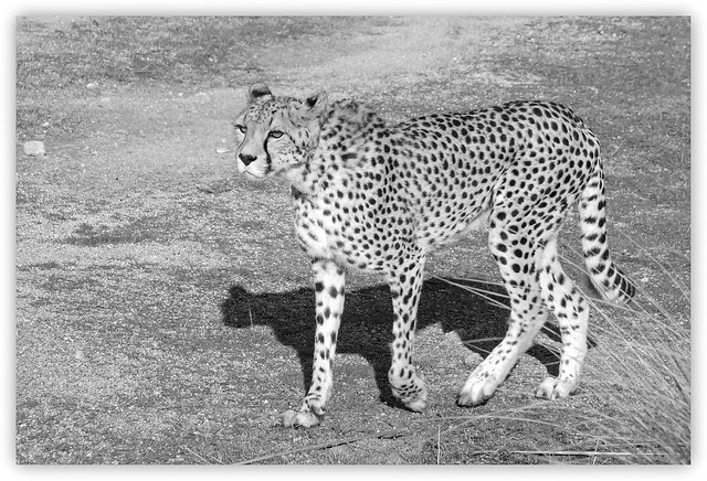 cheetah - Donnerstagmonochrom