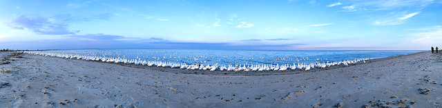 Snow Geese on Fowler Beach...IMG_3071A
