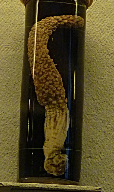 Eleutherobia rigida (10-9-21 Naturistorisches Museum Wien, det as Nidalia., leg in Japón)