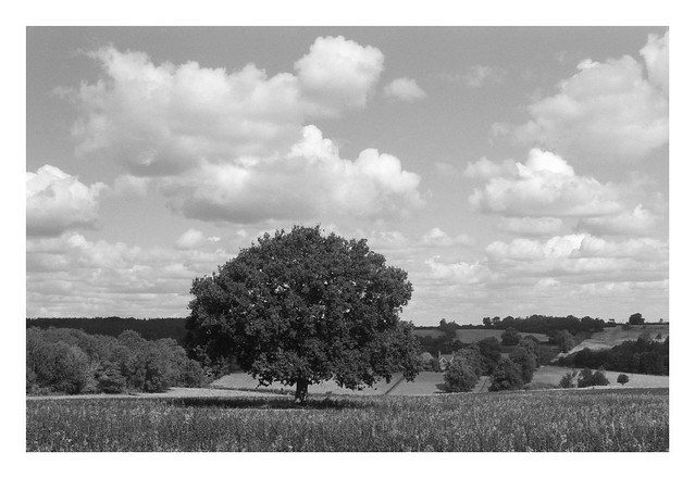 FILM - tree in field