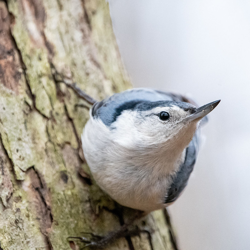 white-breasted-nuthatch-6968