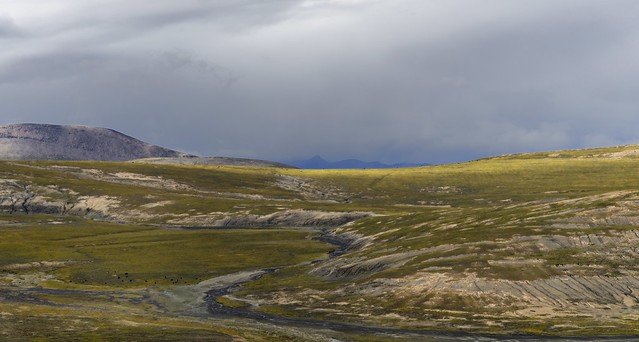 Landscape with Yak, Tibet 2019