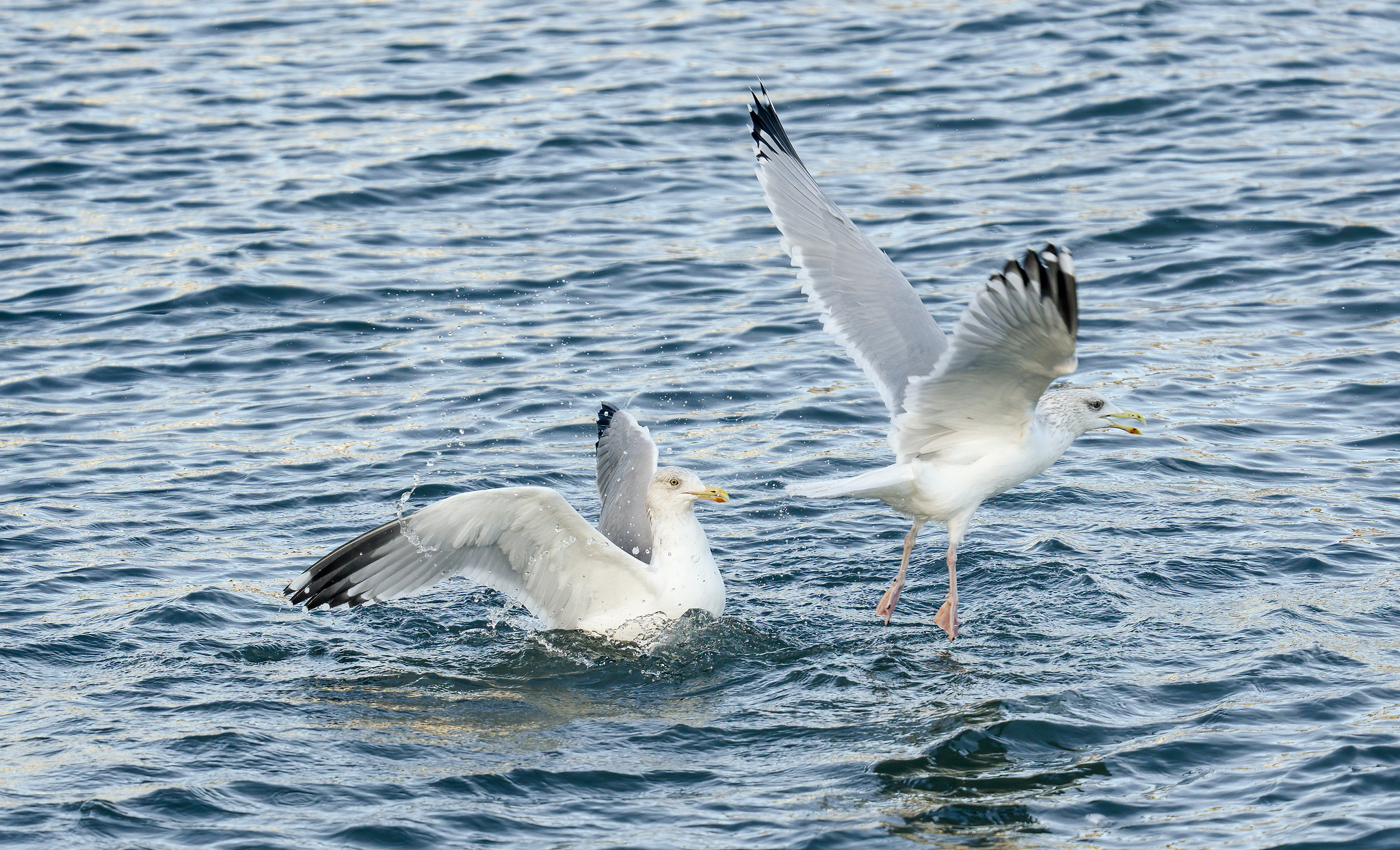 Herring Gulls fighting over a morsel