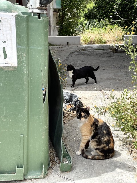 Cats of Rhodes