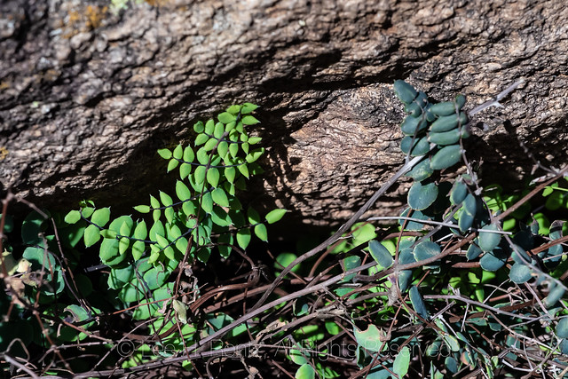 Spiny Cliffbrake Fern in the Organ Mountains