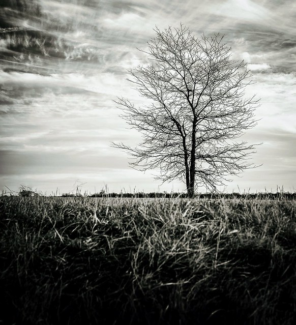 LONE TREE IN WINTER