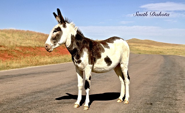 BLACK and WHITE MALE BURRO ( Spanish Donkey ) on the 