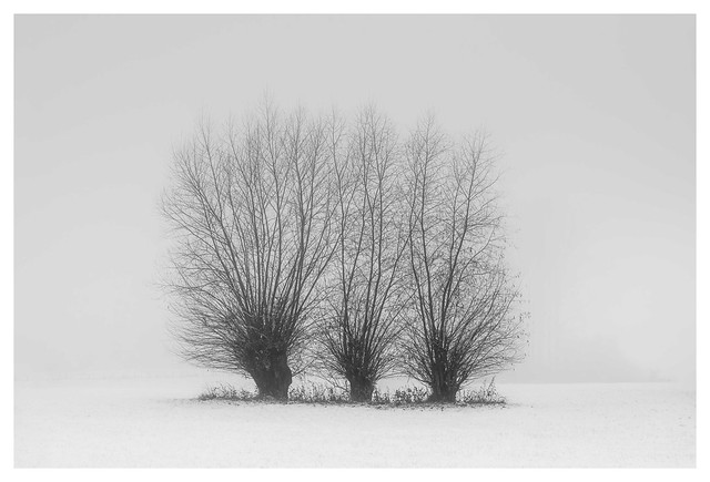 Three Willows