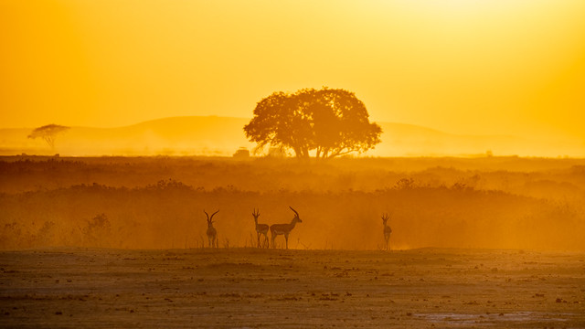 Antelope sunset
