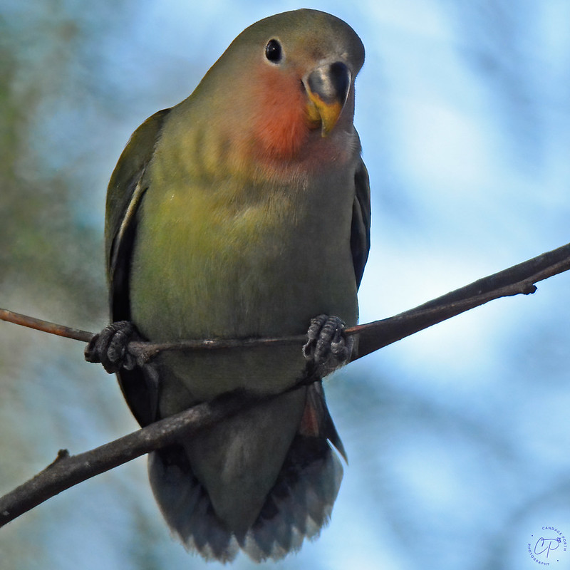 Rosy-faced Lovebird, immature