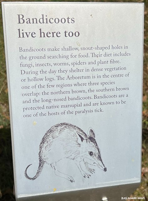 Bandicoots Live Here Too - Interpretive Sign, Pearl Beach, Central Coast, NSW