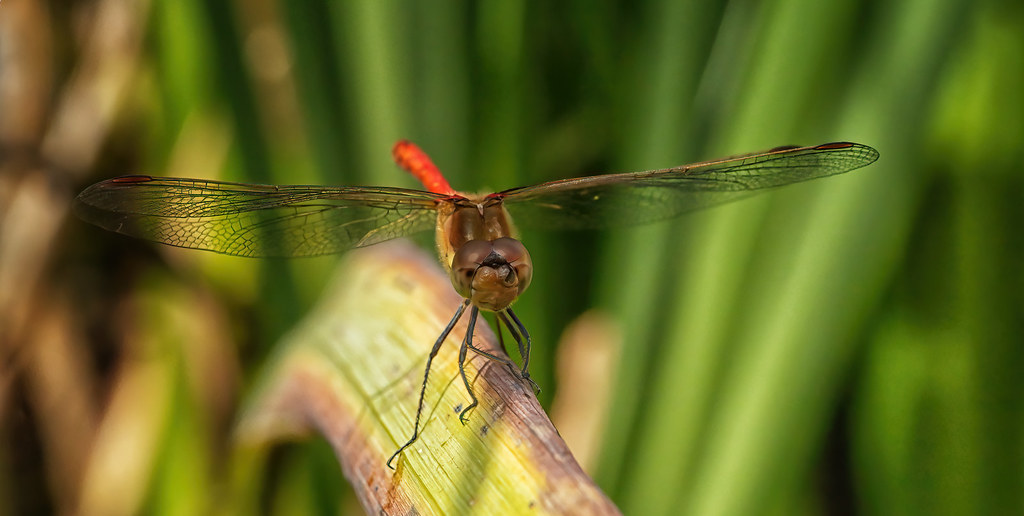 Common Darter | OLYMPUS DIGITAL CAMERA | Roger Fleet | Flickr