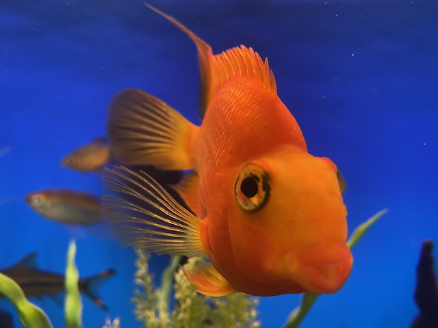 Orange fisk (3)