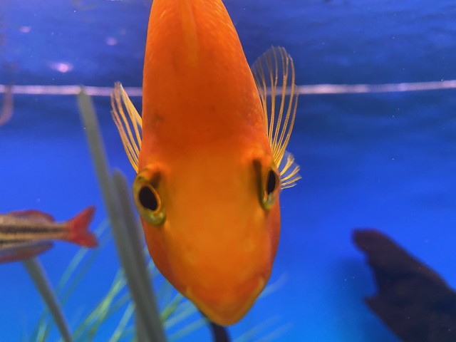 Orange fisk (1)