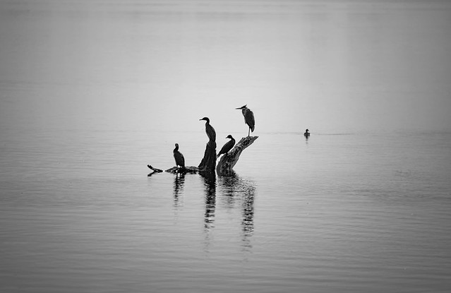 Birds on the lake in the morning II