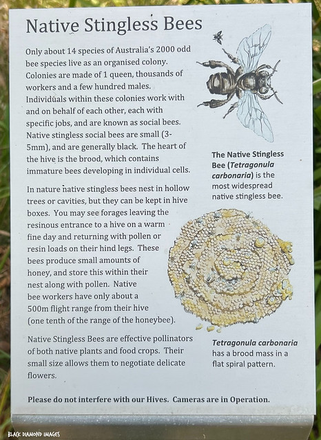 Tetragonula carbonaria - Native Stingless Bee - Interpretive Sign, Crommelin Native Arboretum, Pearl Beach, Central Coast, NSW