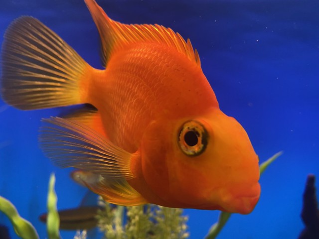 Orange fisk (2)