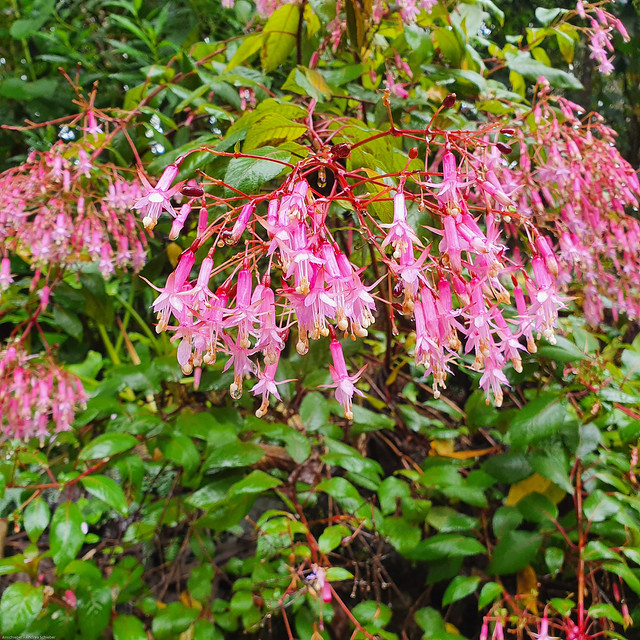 Fuchsia arborescens | Tree fuchsia, Savegre-Tal, Costa Rica