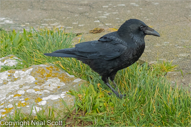 Southsea Crow