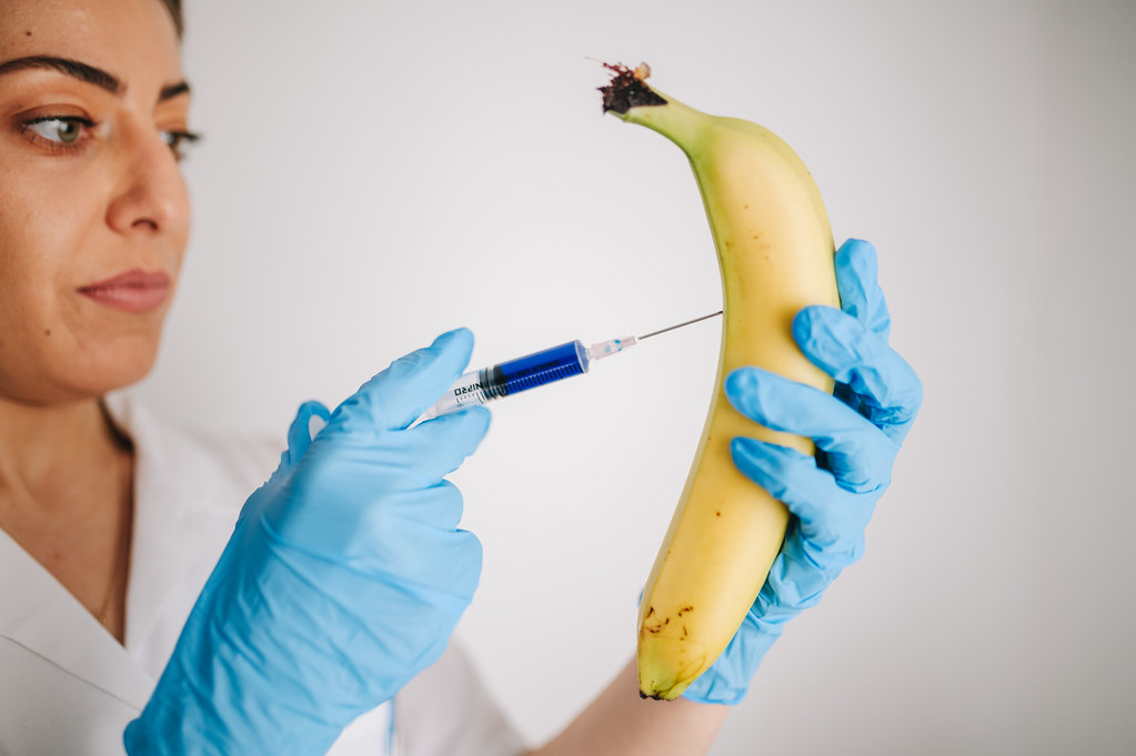 Scientist injecting a banana, trying to grow it in a lab