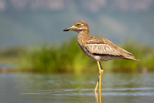 Watergriel - Water thick-knee