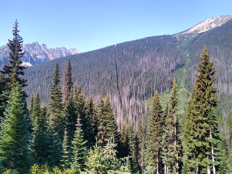 View north at the trench of felled trees marking the USA-Canadian Border from the Pacific Crest Trail
