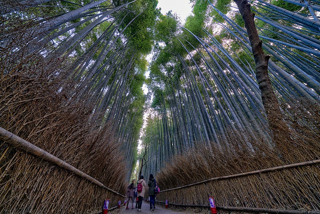 Bamboo grove @12mm