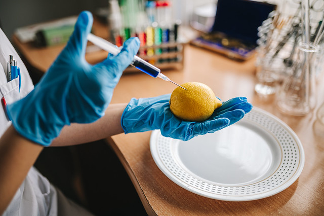 Scientist doing genetic engineering on citrus