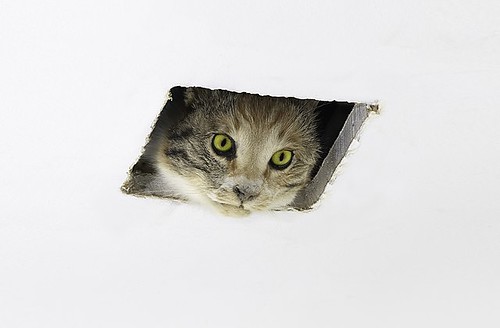 Eva_and_Franco_Mattes,_Ceiling_Cat