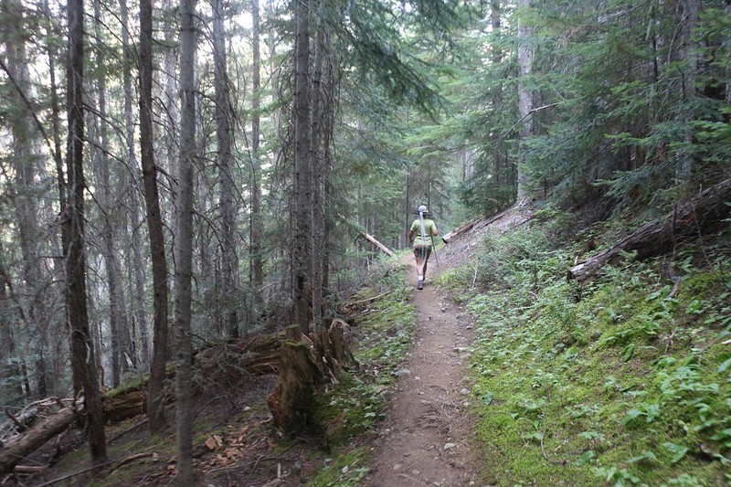 The PCT stays deep in the forest as it heads north along Castle Creek the Canadian Border
