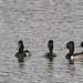 Flickr photo 'Ring-necked Duck (Aythya collaris)' by: Mary Keim.