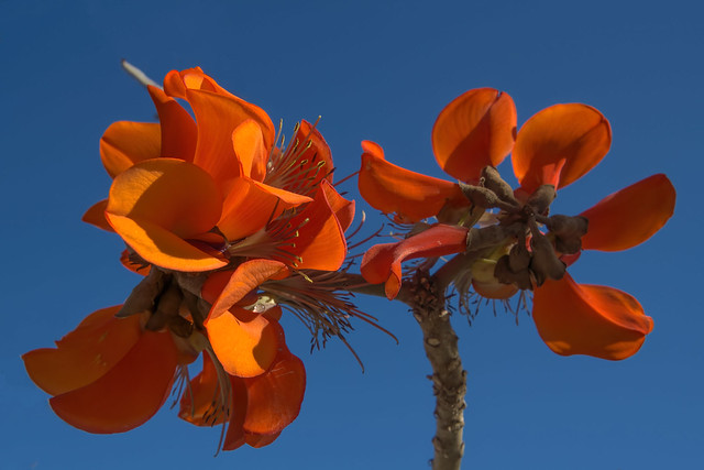 African Coral Tree Flowers