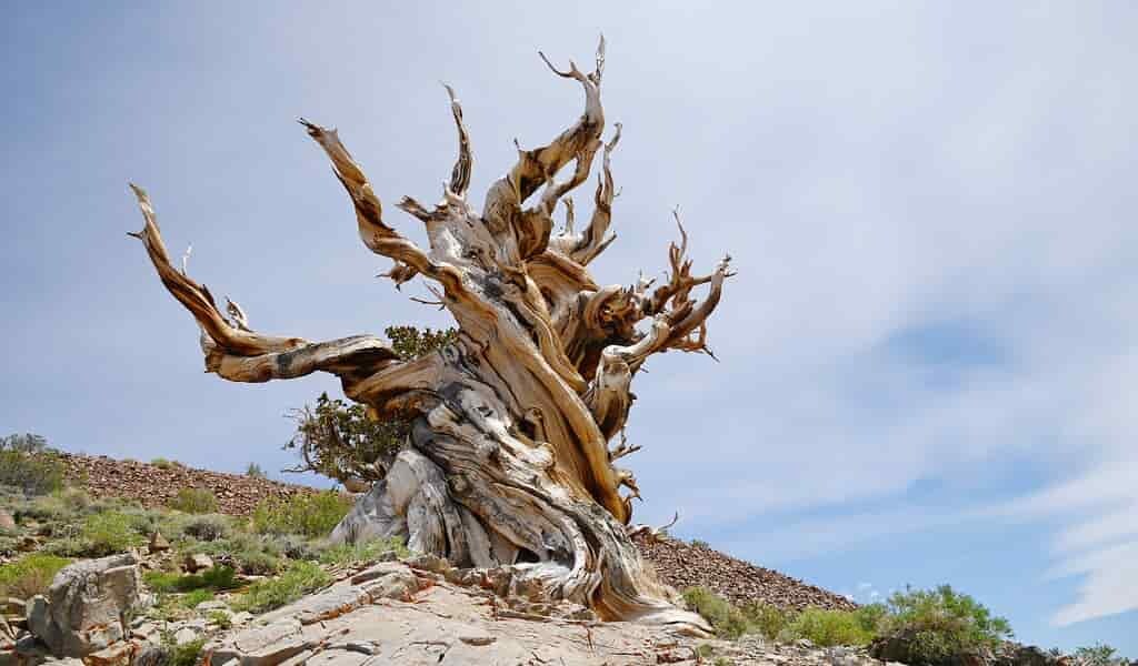 Les formes tordues des arbres anciens pourraient expliquer leur longévité