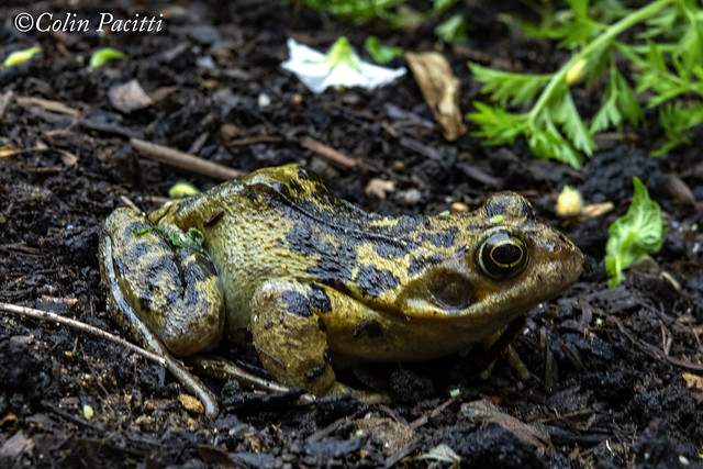 common frog (rana temporaria)