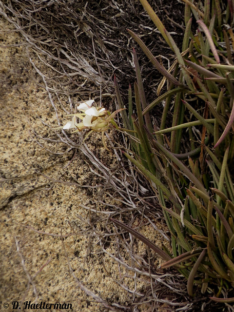 Brassavola nodosa blooming in situ on a rock at the border of the Atlantic Ocean in Tayrona National Natural Park, Magdalena department, Colombia.